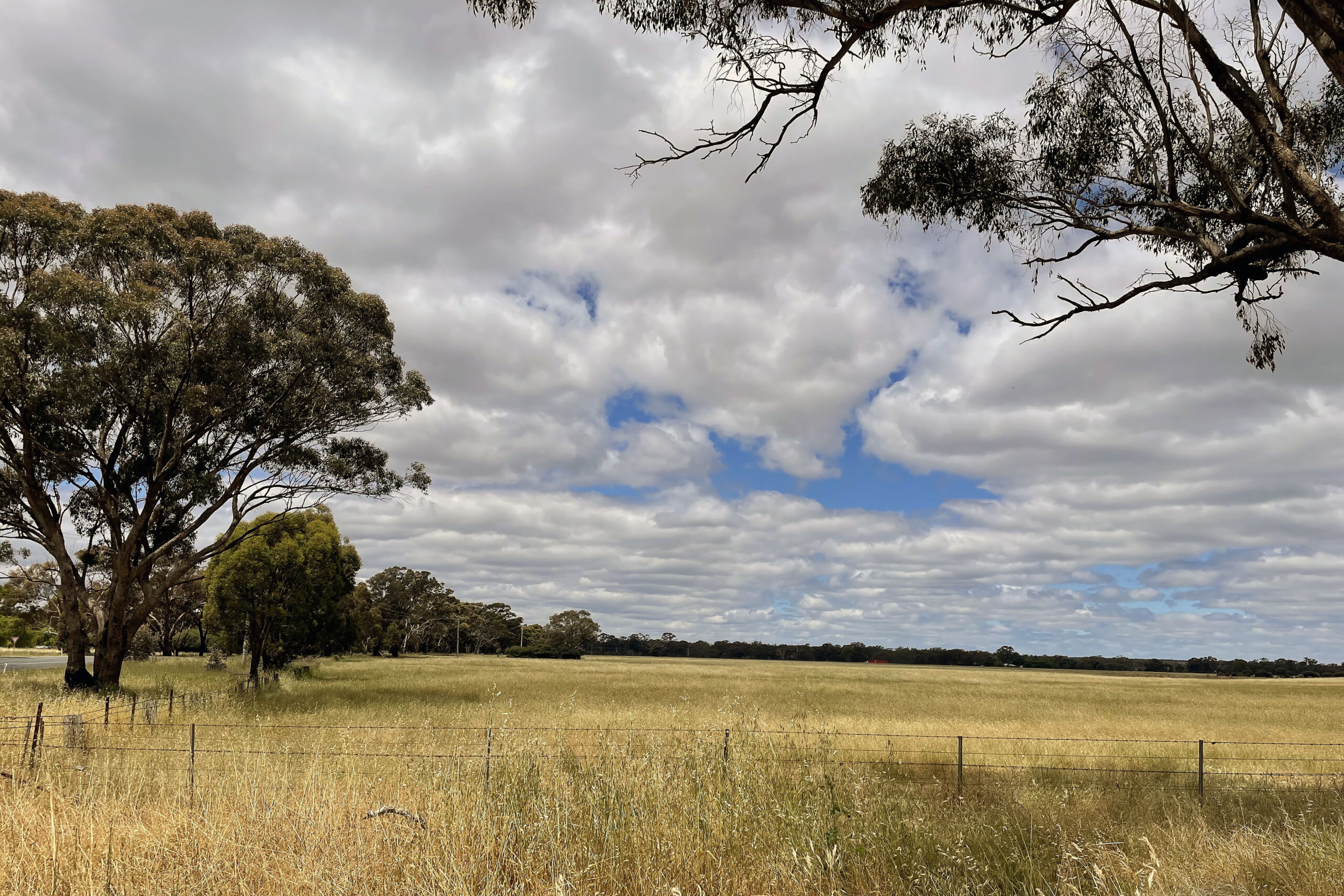 Wheat fields framed by native trees